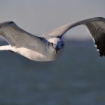  Seagull, Charleston 2011